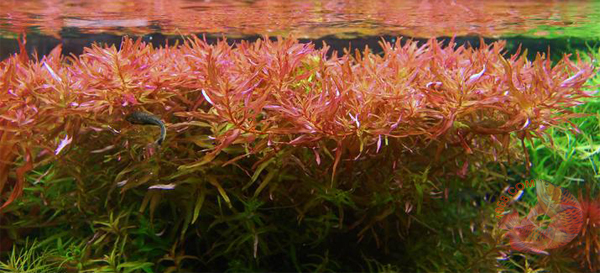 Cây Super Red - có tên khoa học Rotala sp. ”Colorata” thuộc họ Lythraceae được phổ biến trong các sở thích thủy sinh trong nhiều năm và cũng dễ dàng tìm thấy. Một số hình dạng của loài này hiện đang phổ biến, bao gồm hình dạng lá như lá hình thoi xanh  Cây Super Red thường được tìm thấy ở miền nam Việt Nam và các khu vực trong Châu Á.